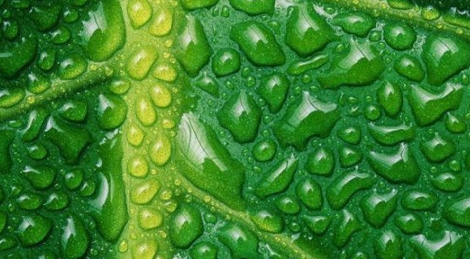 Chlorofilas – žaliasis augalų kraujas