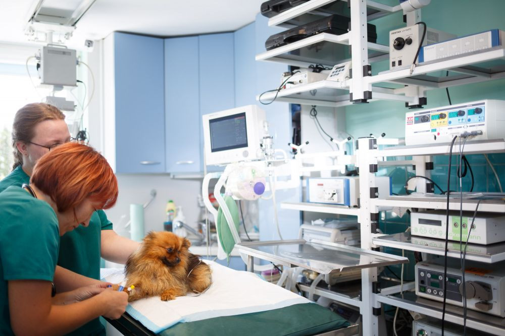 Kaip pasirinkti veterinarijos kliniką?