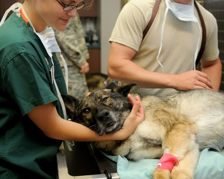 Kokią veterinarijos kliniką pasirinkti Vilniuje?