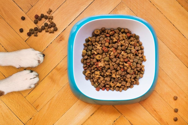 Maistas jūsų šunims: kokiais mitais jis yra apipintas?