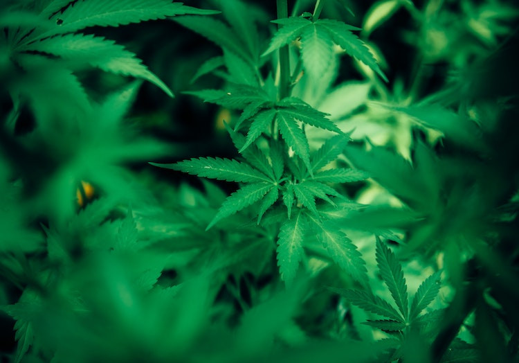 Nerimo sutrikimas - kaip CBD aliejus gali padėti nuo jo kenčiantiems?