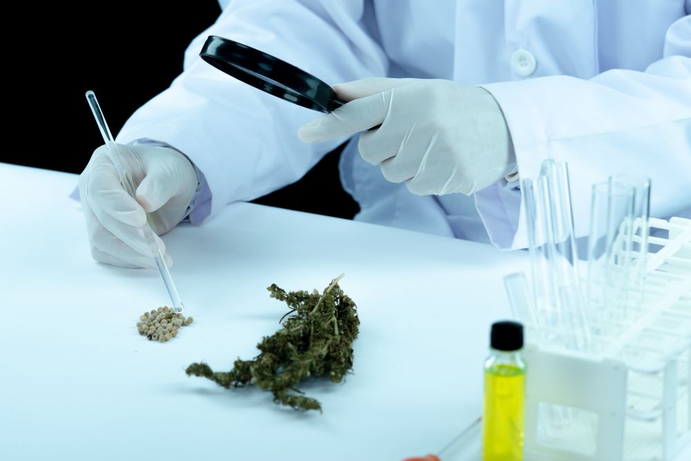 CBD kanapių aliejus – imuniteto sąjungininkas
