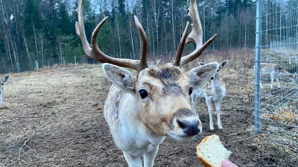 Vietos su gyvūnais Kaišiadorių rajone