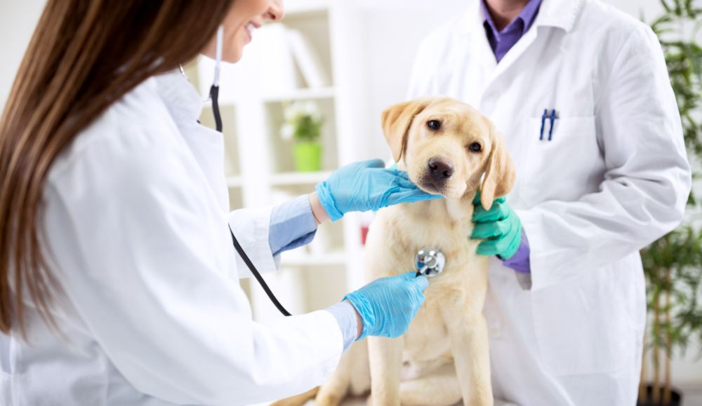 Dažniausios šunų ligos, dėl kurių būtina skubiai kreiptis į veterinarijos kliniką