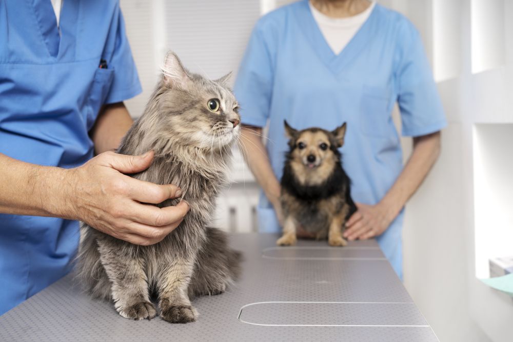 24 / 7 dirbantys veterinarai atsako: kas išduoda, kad augintiniui reikalinga skubi pagalba?