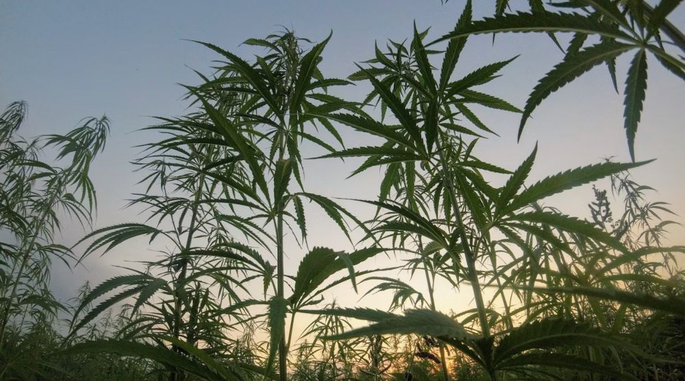 CBD aliejus