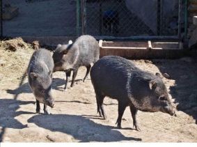 Privati Mindaugo Ivanausko zoologijos sodyba