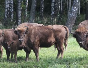 Stumbrynas