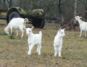 Ožiukų mokykla