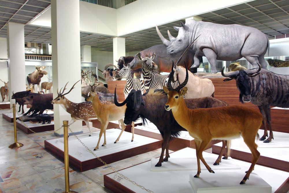 Kauno Tado Ivanausko zoologijos muziejus