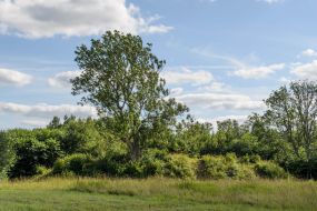 Buivydų piliakalnis